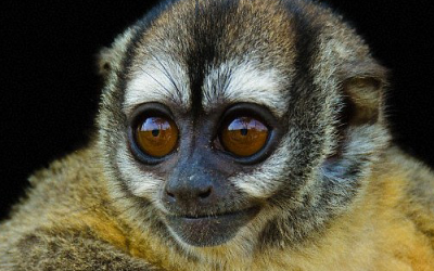 Owl Monkeys at the DuMond Conservancy