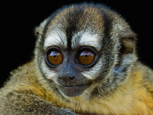 Owl Monkeys at the DuMond Conservancy